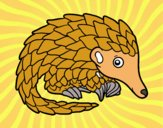 Pangolin