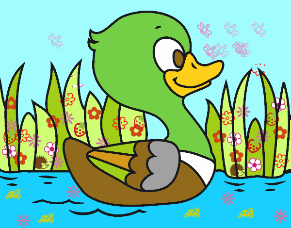 Patito de río