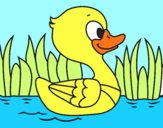 Patito de río