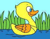 Patito de río