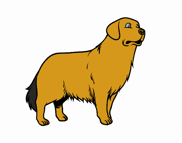 Perro Golden retriever