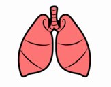 Pulmones