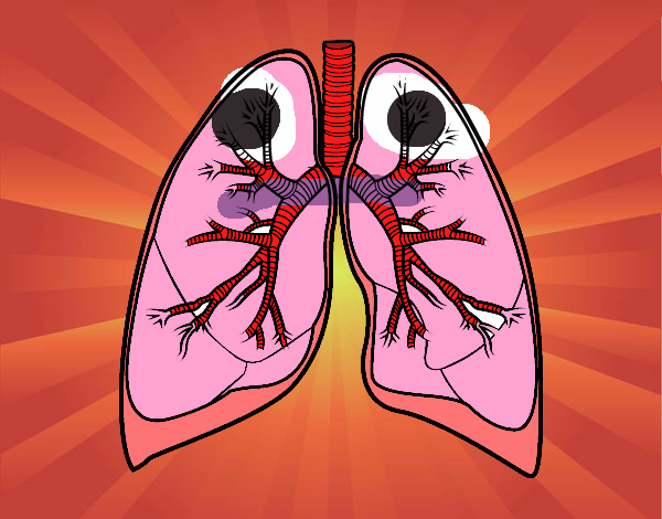 Pulmones y bronquios