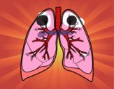 Pulmones y bronquios