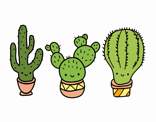 3 mini cactus