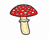 Amanita muscaria