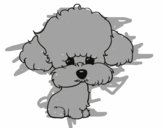 Cachorro de poodle