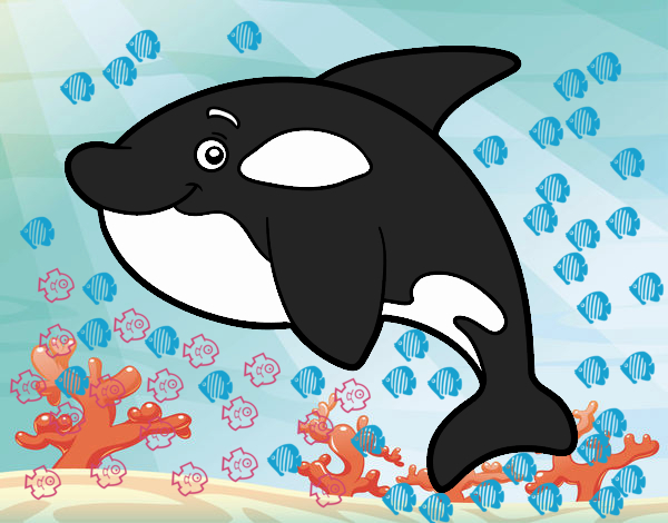 Orca joven