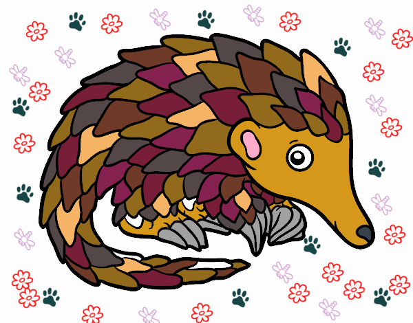 Pangolin