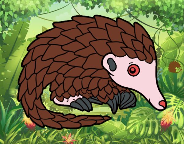 Pangolin