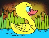 Patito de río