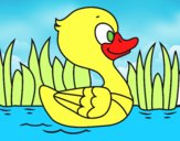 Patito de río