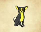 Perro chihuahua