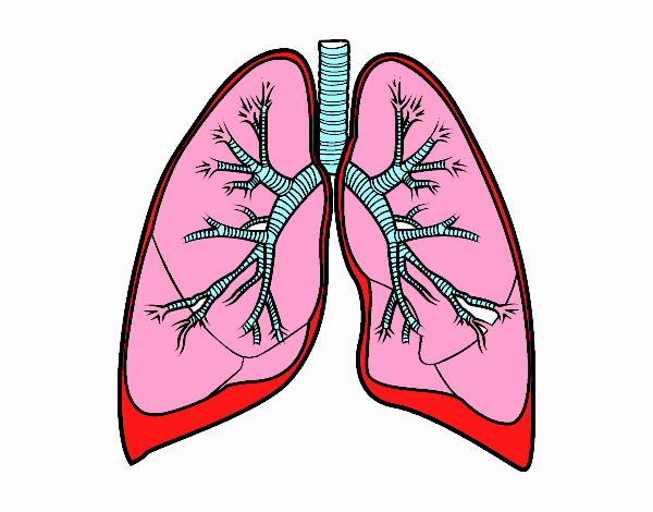 Pulmones y bronquios