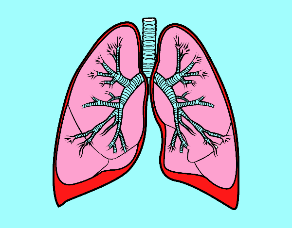 Pulmones y bronquios