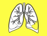 Pulmones y bronquios