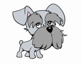 Schnauzer