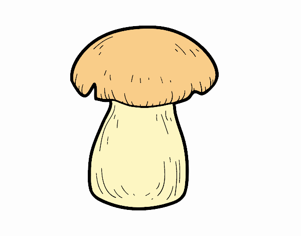 una boletus dulis