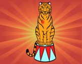 Tigre de circo