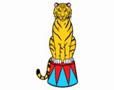 Tigre de circo