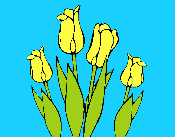 Tulipanes