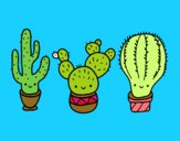 3 mini cactus