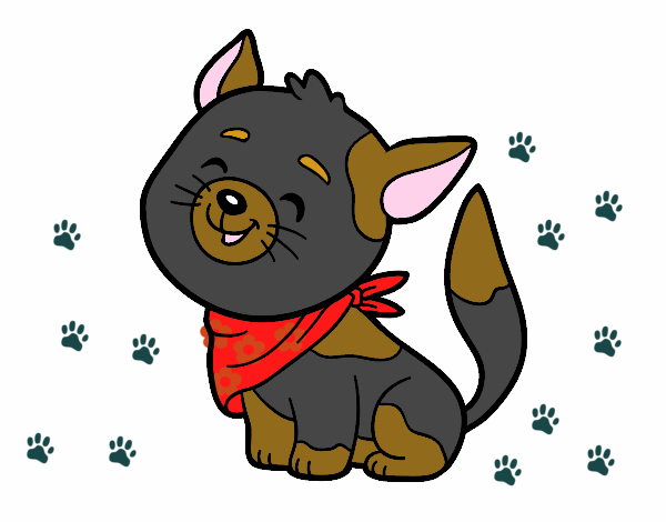 Gato con bandana