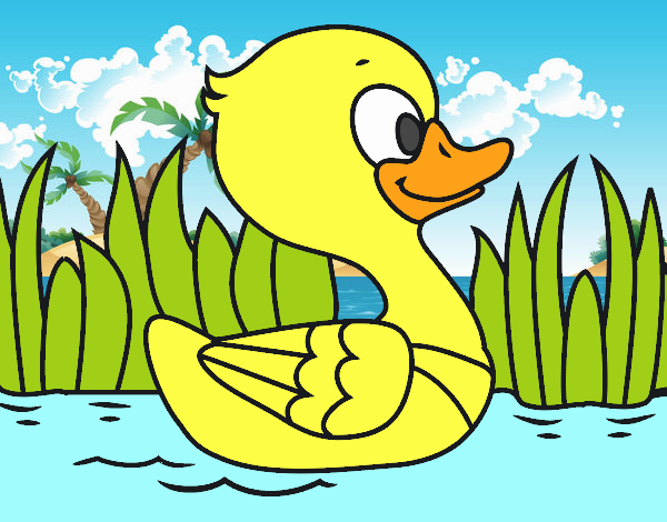 Patito de río