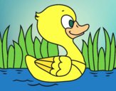 Patito de río