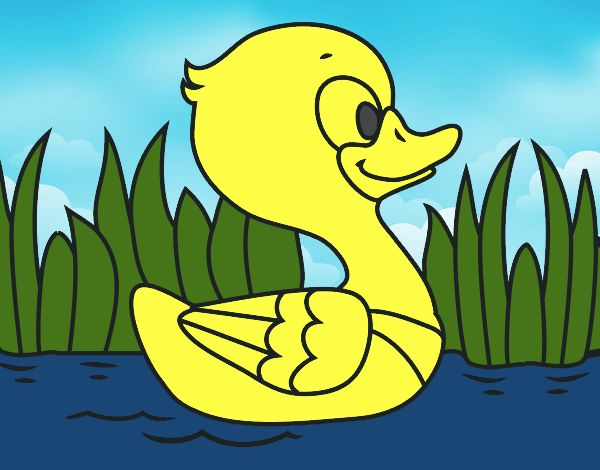 Patito de río