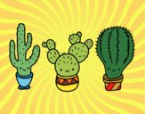 3 mini cactus