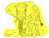 Elefante 1