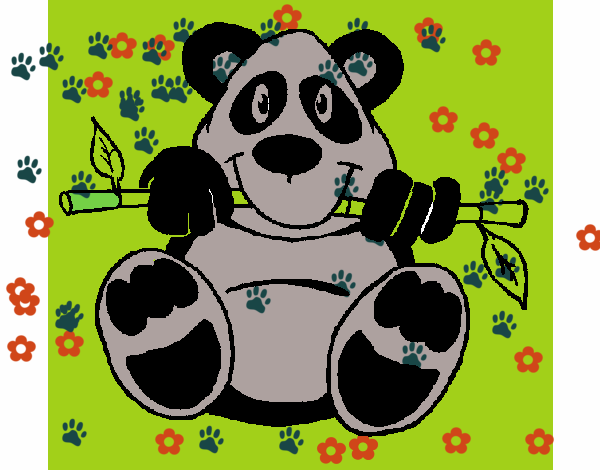 Oso panda