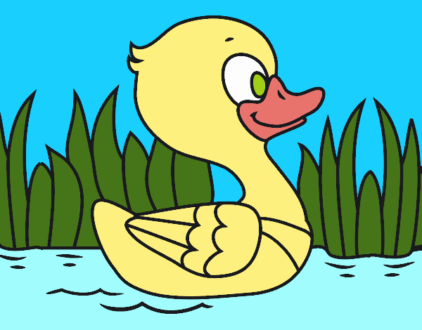 Patito de río