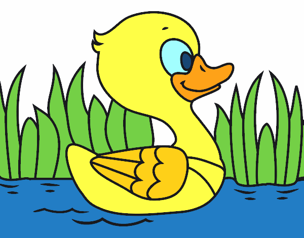 Patito de río