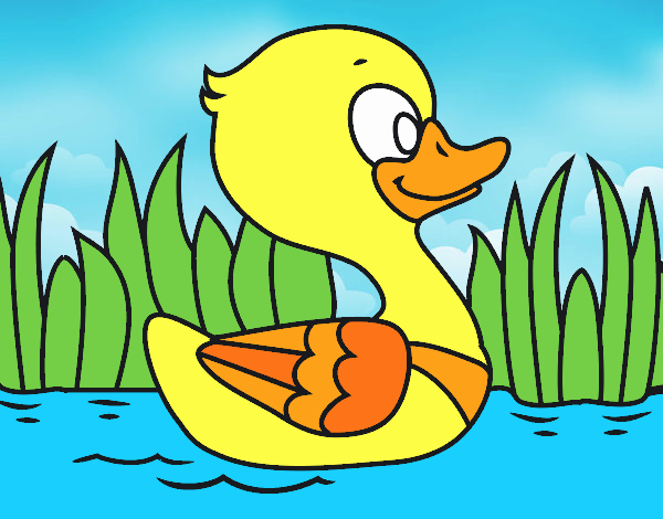 Patito de río