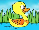 Patito de río