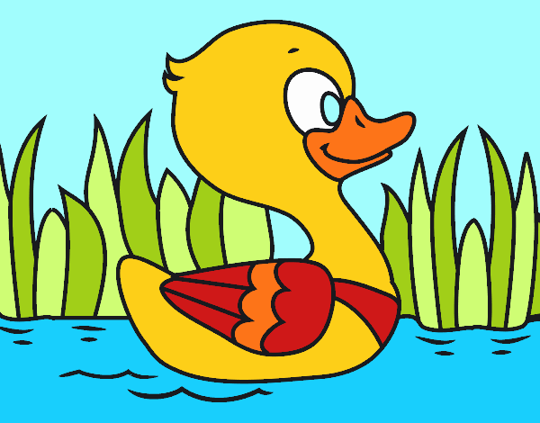 Patito de río