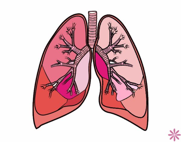 Pulmones y bronquios