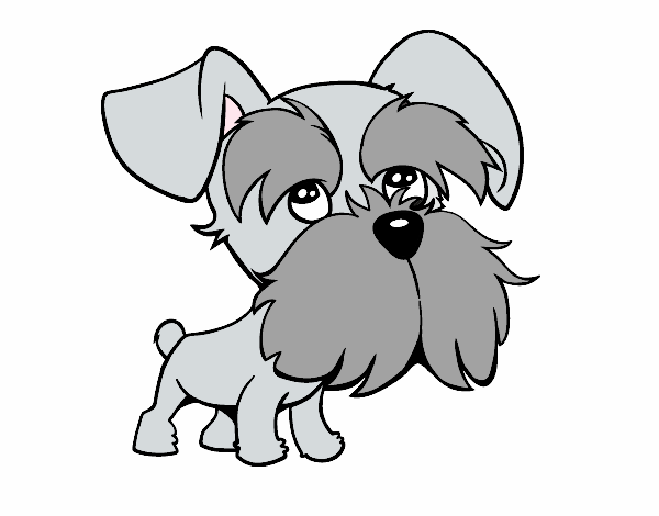 Schnauzer