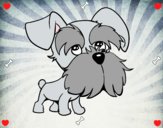 Schnauzer