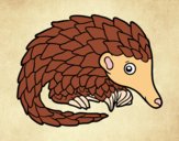 Pangolin