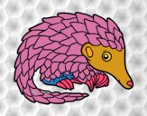 Pangolin