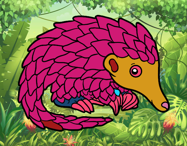 Pangolin