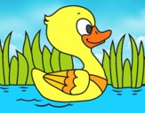 Patito de río