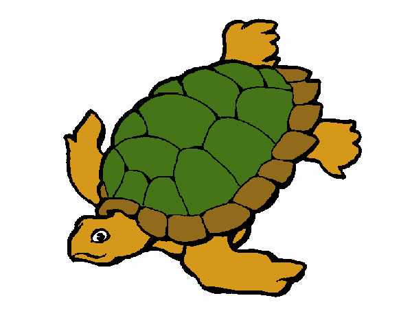 Tortuga