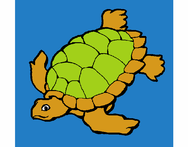 Tortuga