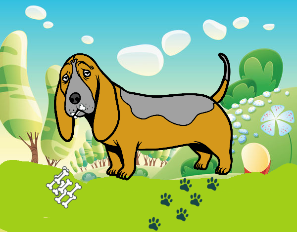 Un Basset hound