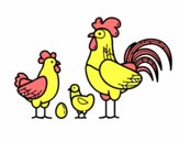 Familia gallina