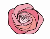 Flor de rosa